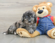 8 week old Mini Goldendoodle Puppy For Sale - Simply Southern Pups