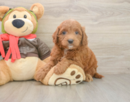 7 week old Mini Goldendoodle Puppy For Sale - Simply Southern Pups