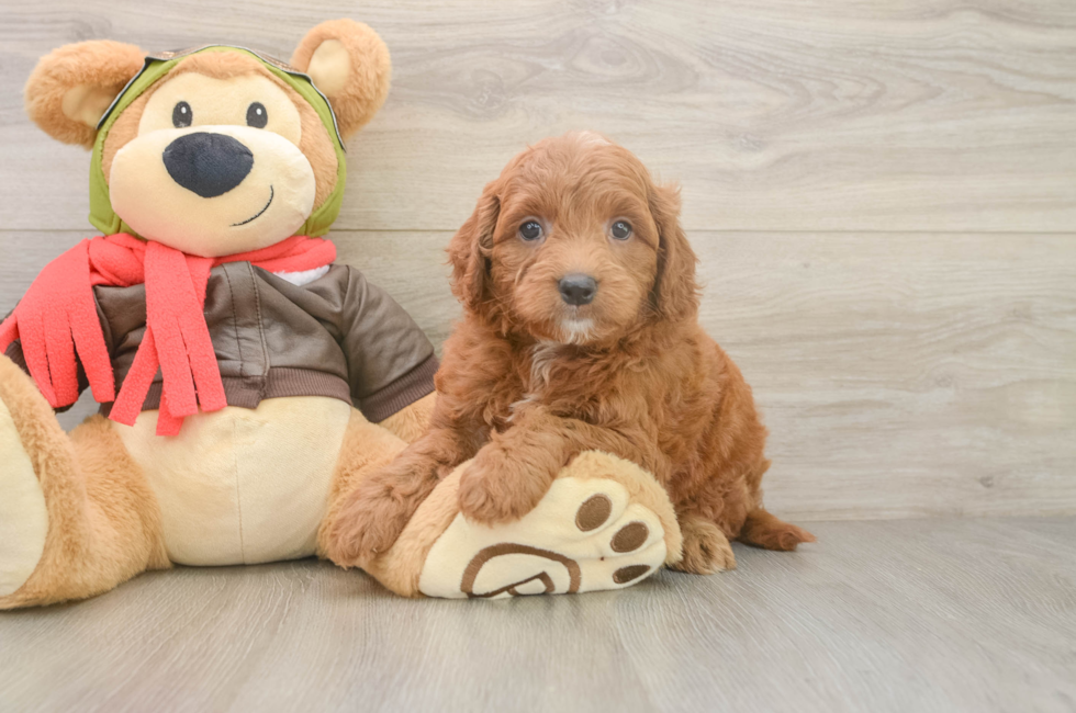 5 week old Mini Goldendoodle Puppy For Sale - Simply Southern Pups