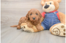 Best Mini Goldendoodle Baby