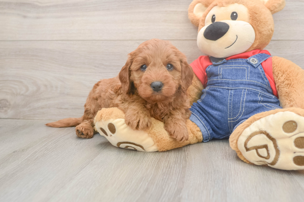 5 week old Mini Goldendoodle Puppy For Sale - Simply Southern Pups