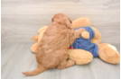 Best Mini Goldendoodle Baby