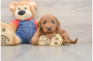 Mini Goldendoodle Pup Being Cute