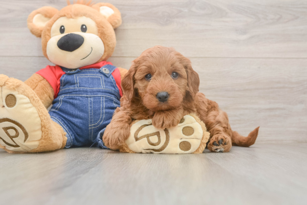 Mini Goldendoodle Pup Being Cute