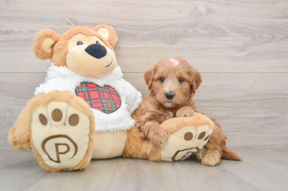 5 week old Mini Goldendoodle Puppy For Sale - Simply Southern Pups