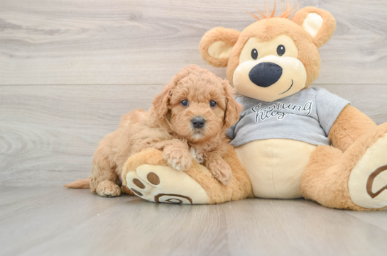 Mini Goldendoodle Pup Being Cute