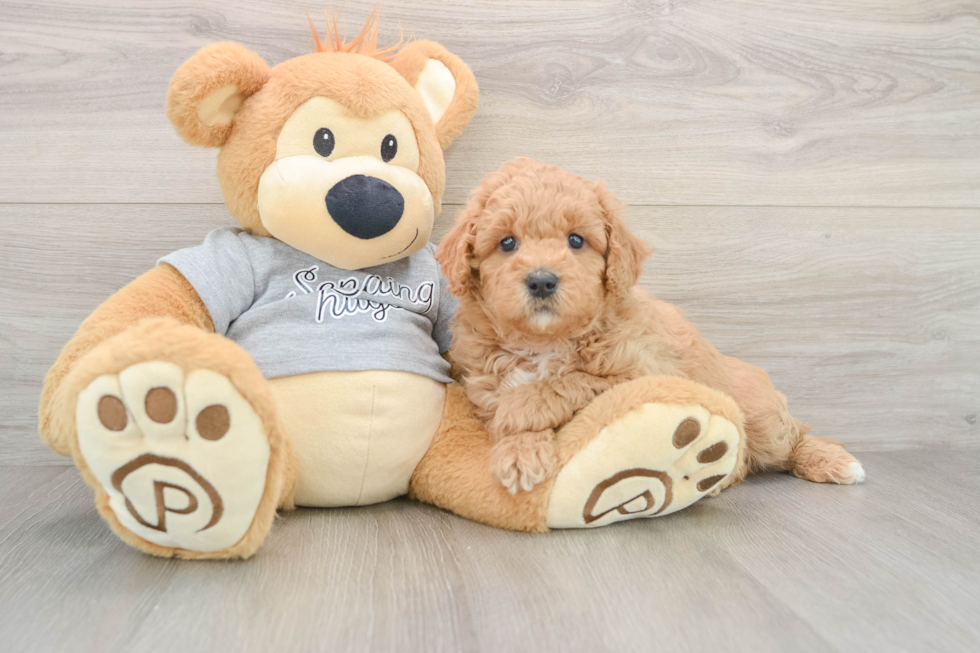 Friendly Mini Goldendoodle Baby