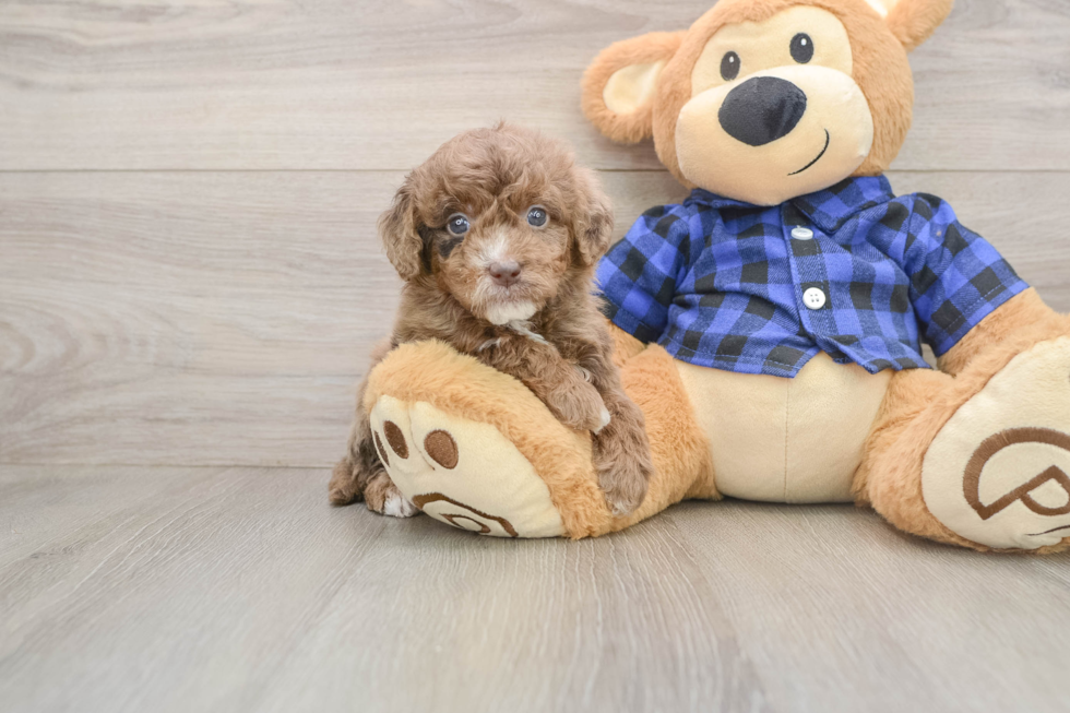 Mini Goldendoodle Pup Being Cute