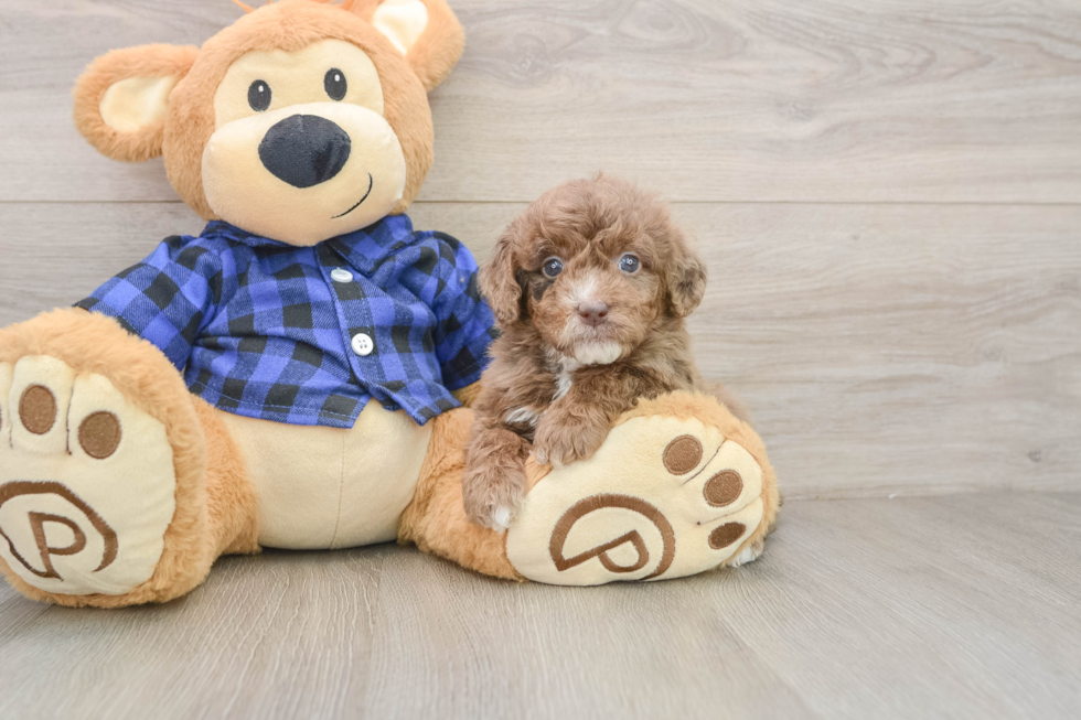 Mini Goldendoodle Pup Being Cute