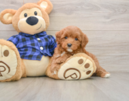 6 week old Mini Goldendoodle Puppy For Sale - Simply Southern Pups