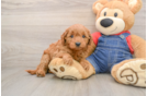 Cute Mini Goldendoodle Baby
