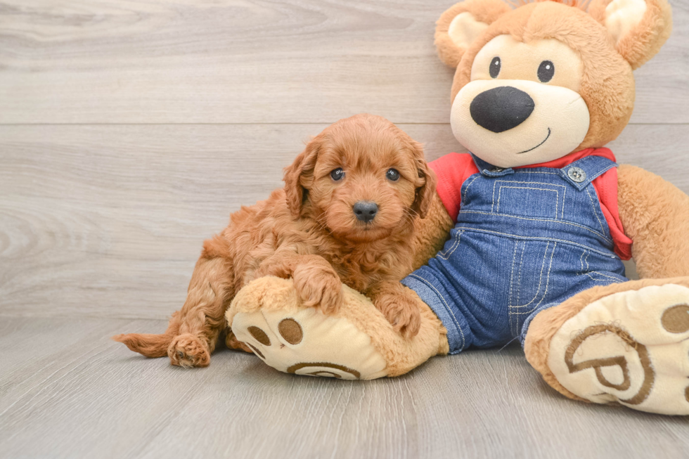 Cute Mini Goldendoodle Baby
