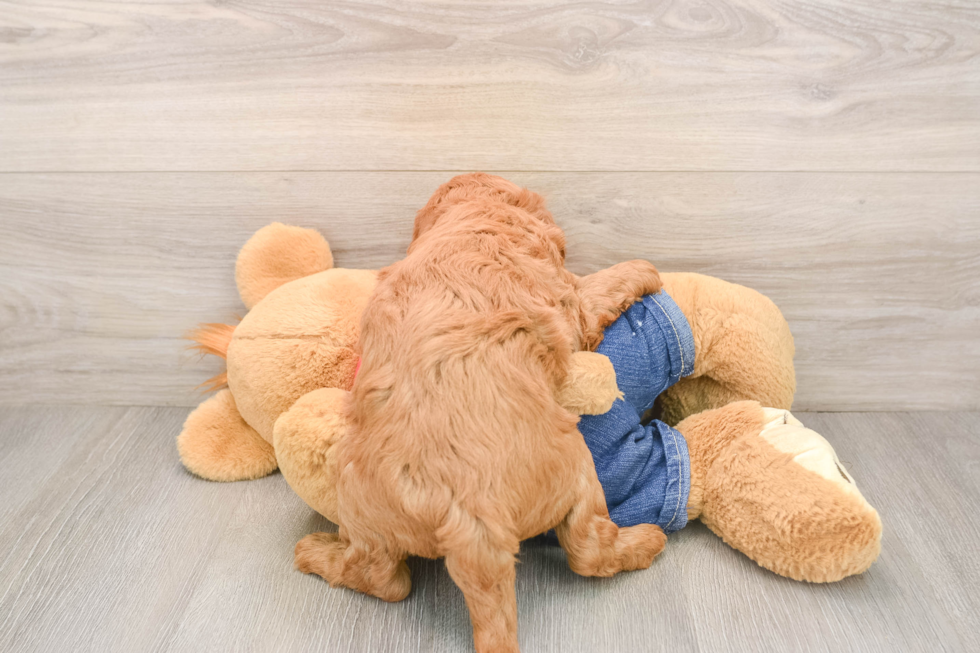Best Mini Goldendoodle Baby