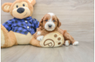Petite Mini Goldendoodle Poodle Mix Pup