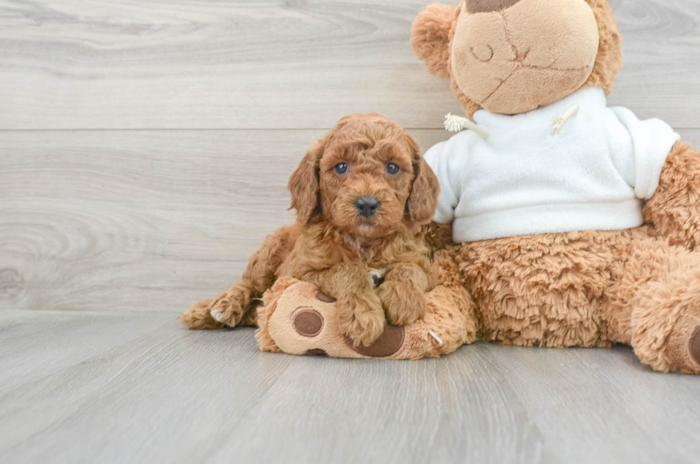 7 week old Mini Goldendoodle Puppy For Sale - Simply Southern Pups