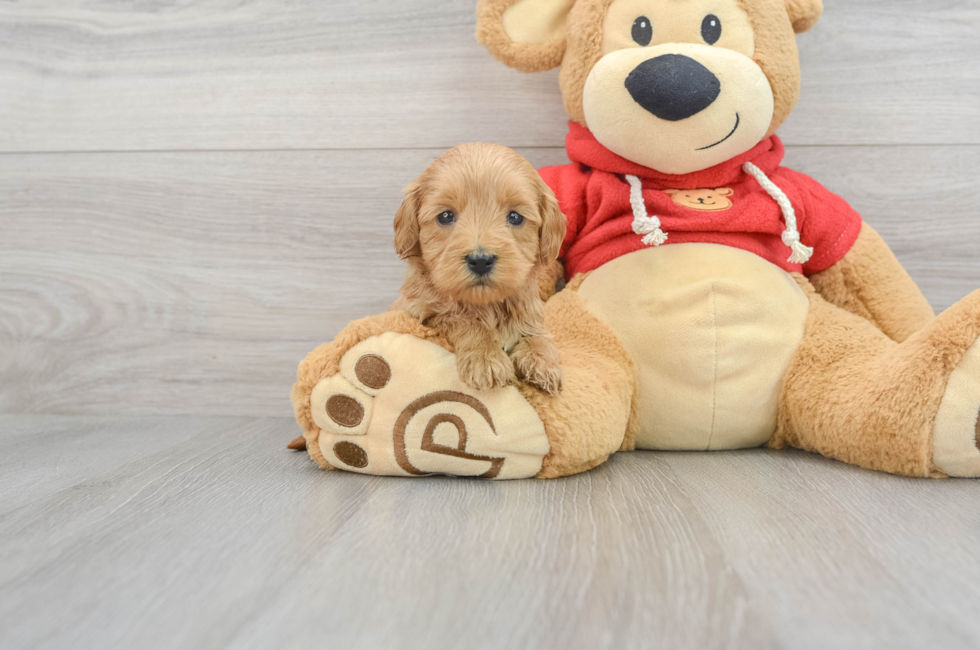 9 week old Mini Goldendoodle Puppy For Sale - Simply Southern Pups