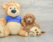 7 week old Mini Goldendoodle Puppy For Sale - Simply Southern Pups