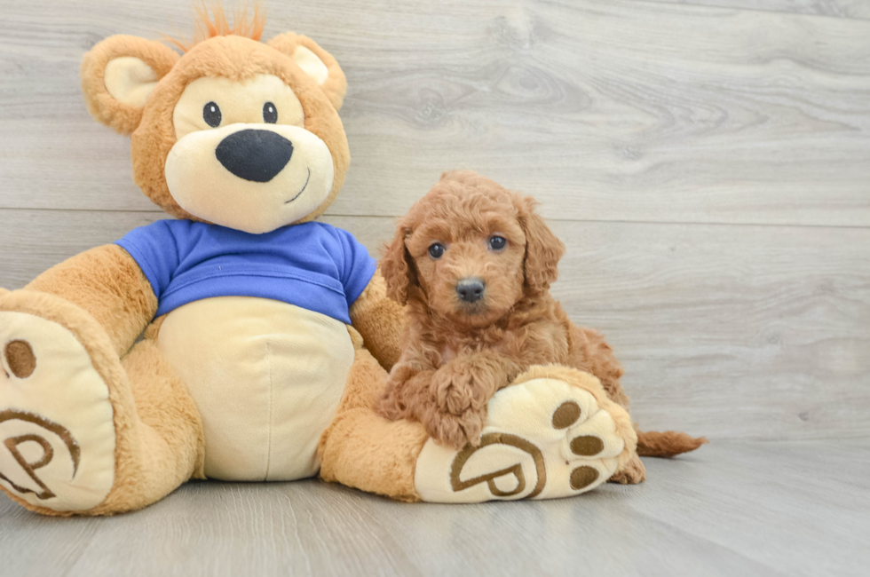 6 week old Mini Goldendoodle Puppy For Sale - Simply Southern Pups