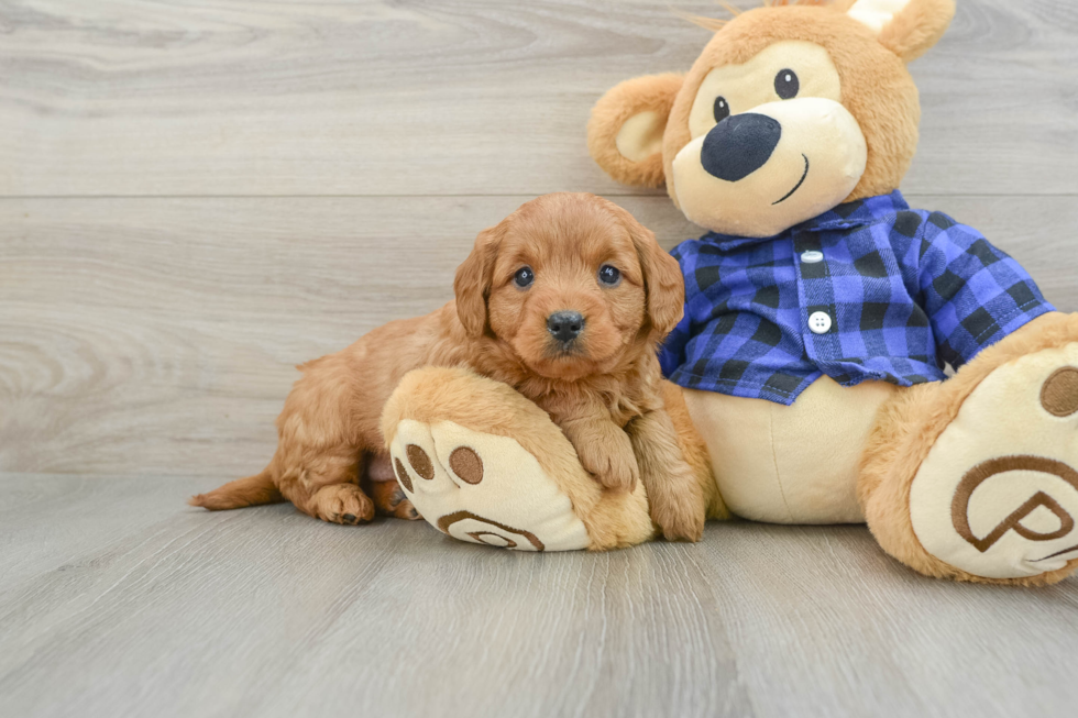 Mini Goldendoodle Pup Being Cute