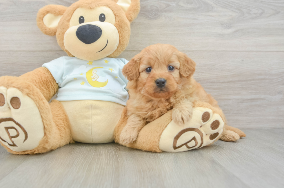 6 week old Mini Goldendoodle Puppy For Sale - Simply Southern Pups