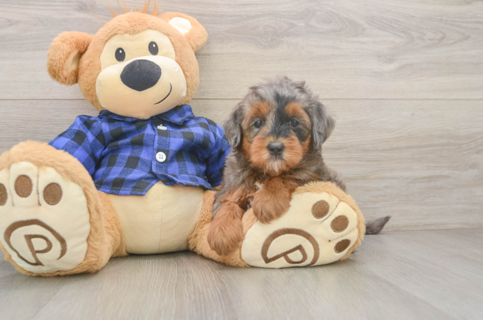 6 week old Mini Goldendoodle Puppy For Sale - Simply Southern Pups