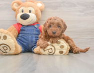 7 week old Mini Goldendoodle Puppy For Sale - Simply Southern Pups