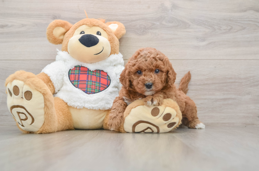 5 week old Mini Goldendoodle Puppy For Sale - Simply Southern Pups