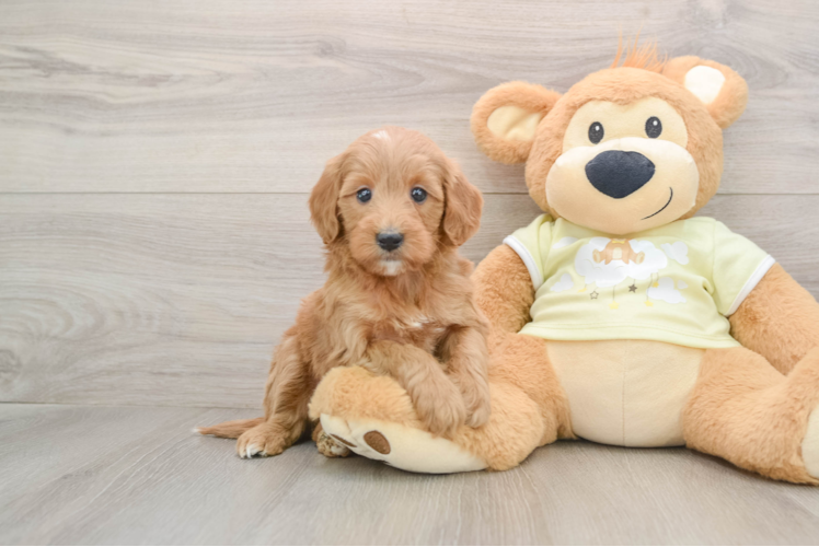 Cute Mini Goldendoodle Baby