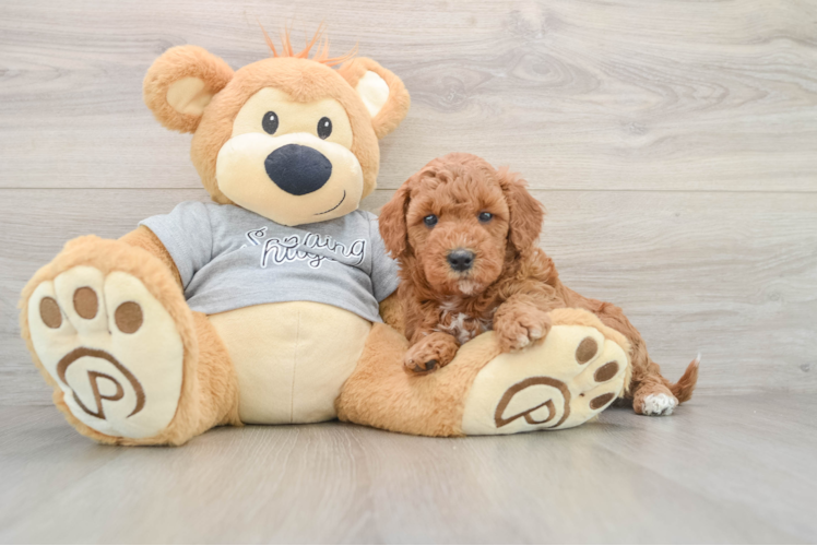 Best Mini Goldendoodle Baby