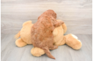 Petite Mini Goldendoodle Poodle Mix Pup