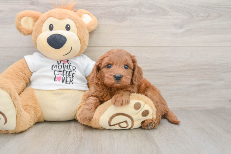 Mini Goldendoodle Pup Being Cute