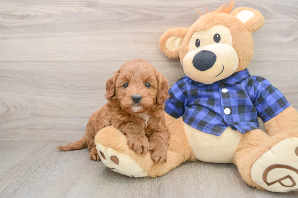 Funny Mini Goldendoodle Poodle Mix Pup