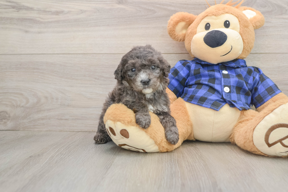 Best Mini Goldendoodle Baby