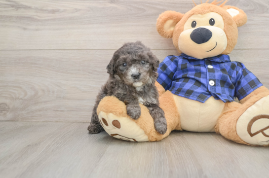 Best Mini Goldendoodle Baby