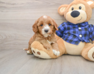 7 week old Mini Goldendoodle Puppy For Sale - Simply Southern Pups