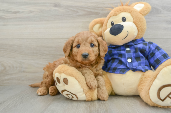 Mini Goldendoodle Pup Being Cute