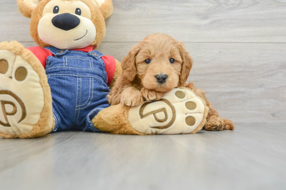 6 week old Mini Goldendoodle Puppy For Sale - Simply Southern Pups