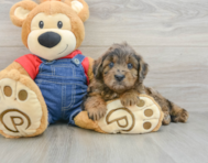 7 week old Mini Goldendoodle Puppy For Sale - Simply Southern Pups