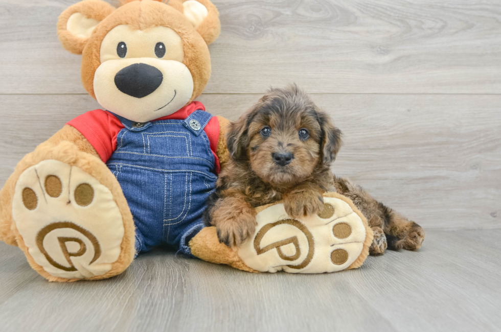 7 week old Mini Goldendoodle Puppy For Sale - Simply Southern Pups