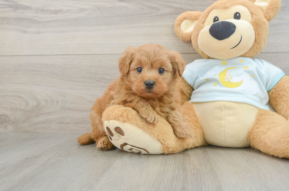 6 week old Mini Goldendoodle Puppy For Sale - Simply Southern Pups