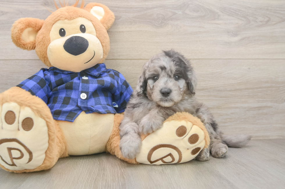 6 week old Mini Goldendoodle Puppy For Sale - Simply Southern Pups