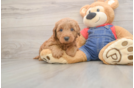 Mini Goldendoodle Puppy for Adoption