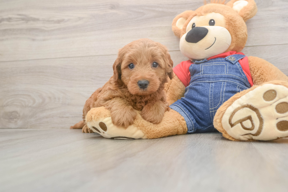 Mini Goldendoodle Puppy for Adoption