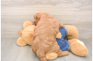 Mini Goldendoodle Puppy for Adoption