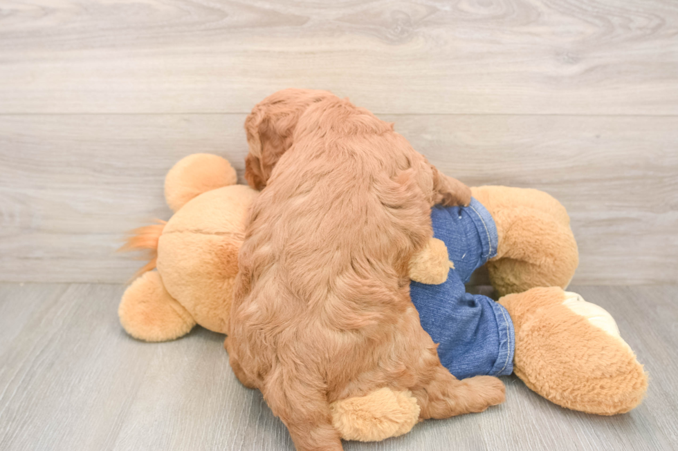 Mini Goldendoodle Puppy for Adoption