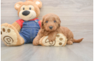 Best Mini Goldendoodle Baby