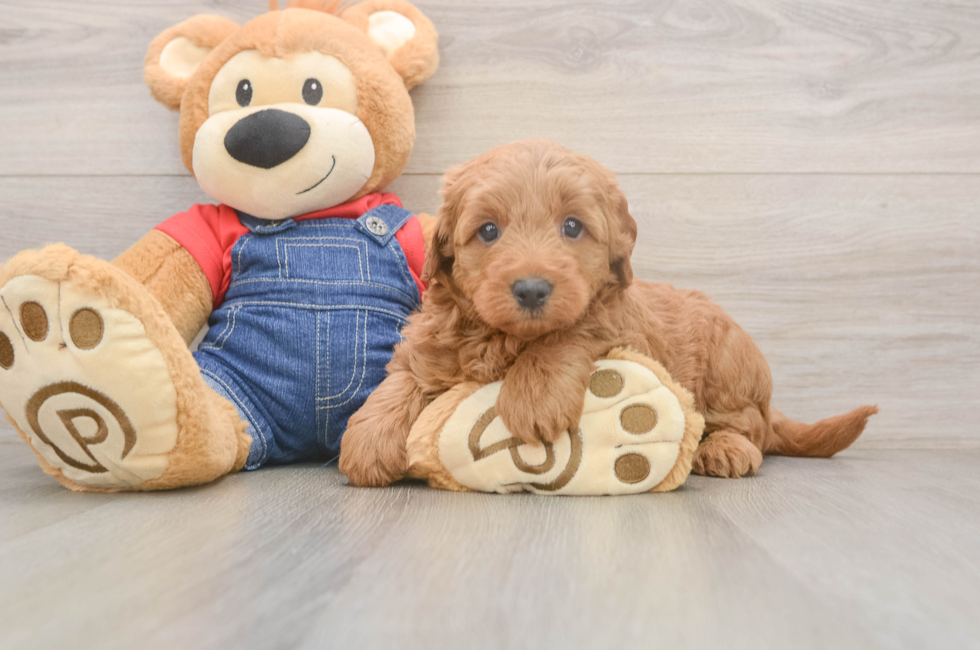 5 week old Mini Goldendoodle Puppy For Sale - Simply Southern Pups