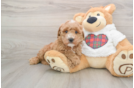 Best Mini Goldendoodle Baby
