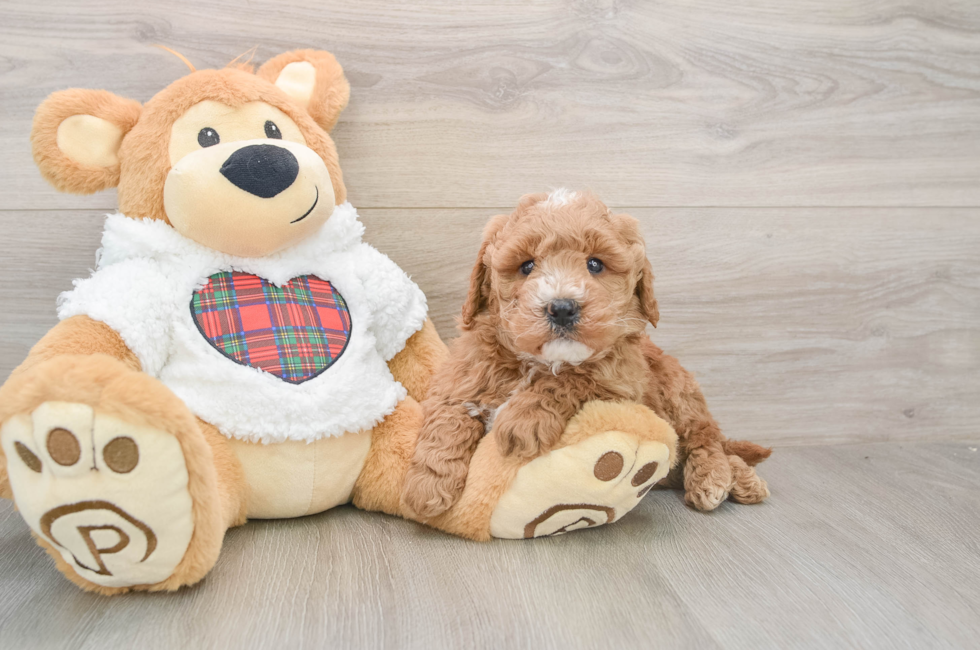 5 week old Mini Goldendoodle Puppy For Sale - Simply Southern Pups
