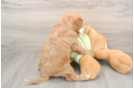 Friendly Mini Goldendoodle Baby